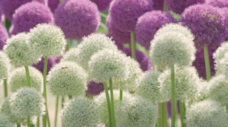 Together Design RHS Garden Shows